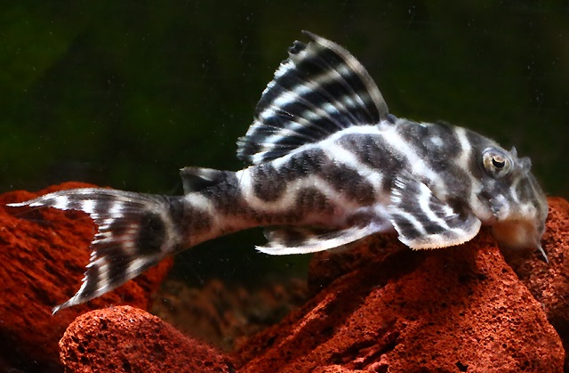 Pleco L333 Tiger Dorado