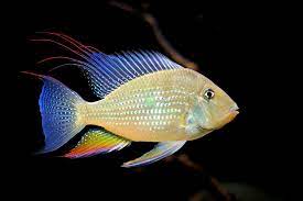 Geophagus Heckelli albino