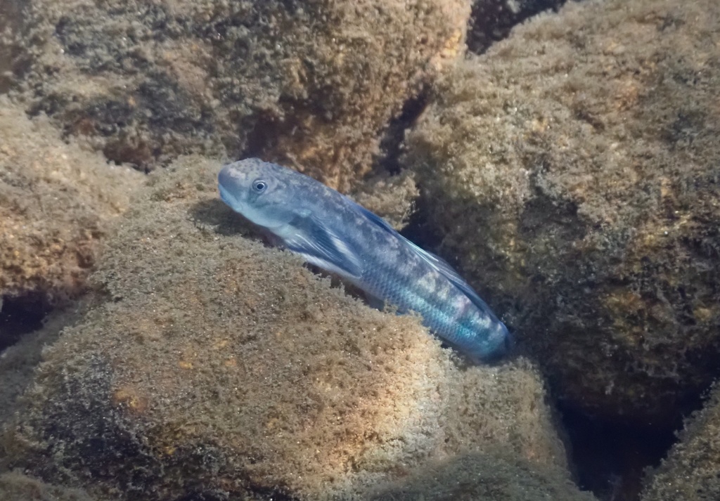 Saltarin del fango cabeza azul