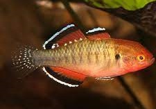 Gobio Rojo Paraiso