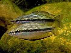 Melanotaenia Negra