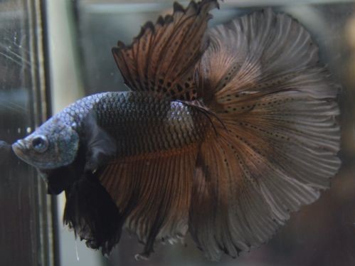 Betta HM Black Orchid