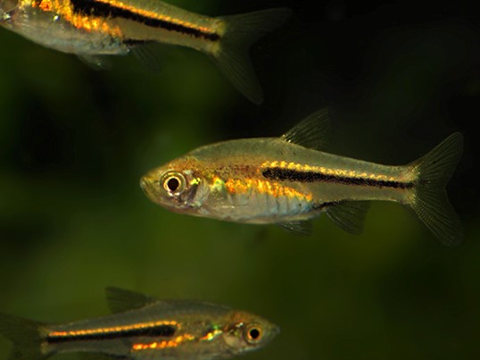 Trigonostigma somphongsi