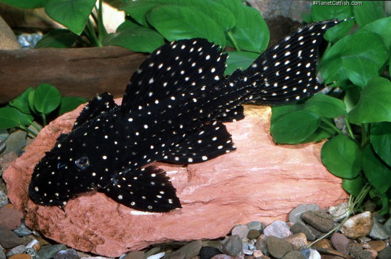 L097 Polka Dot Cactus Pleco