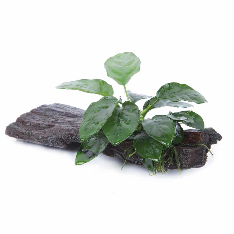 Anubia var. Nana desde
