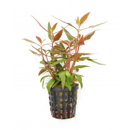 Alternanthera Reineckii Spléndida EMERGIDA
