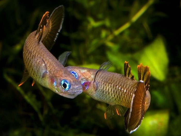 Pseudomugil blue eyes