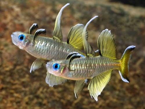 Pseudomugil signifer