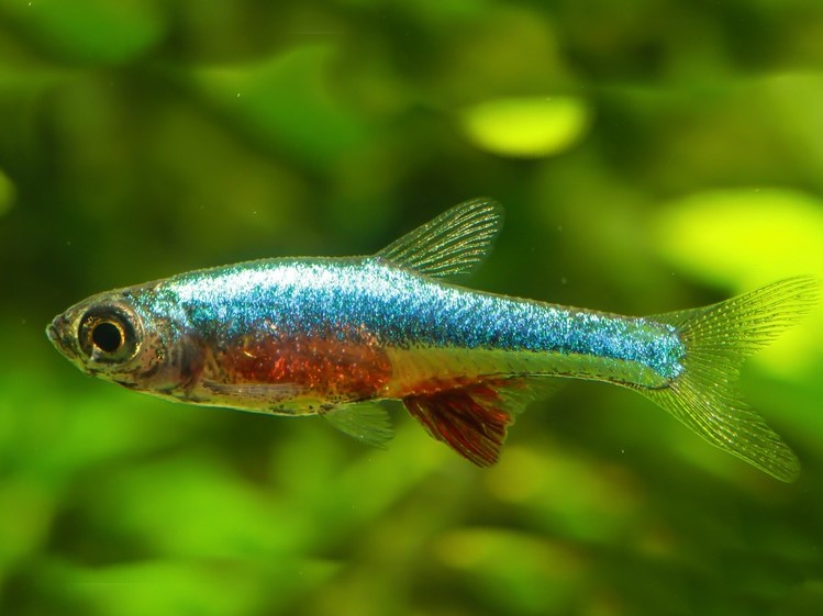Sundadanio rubellus