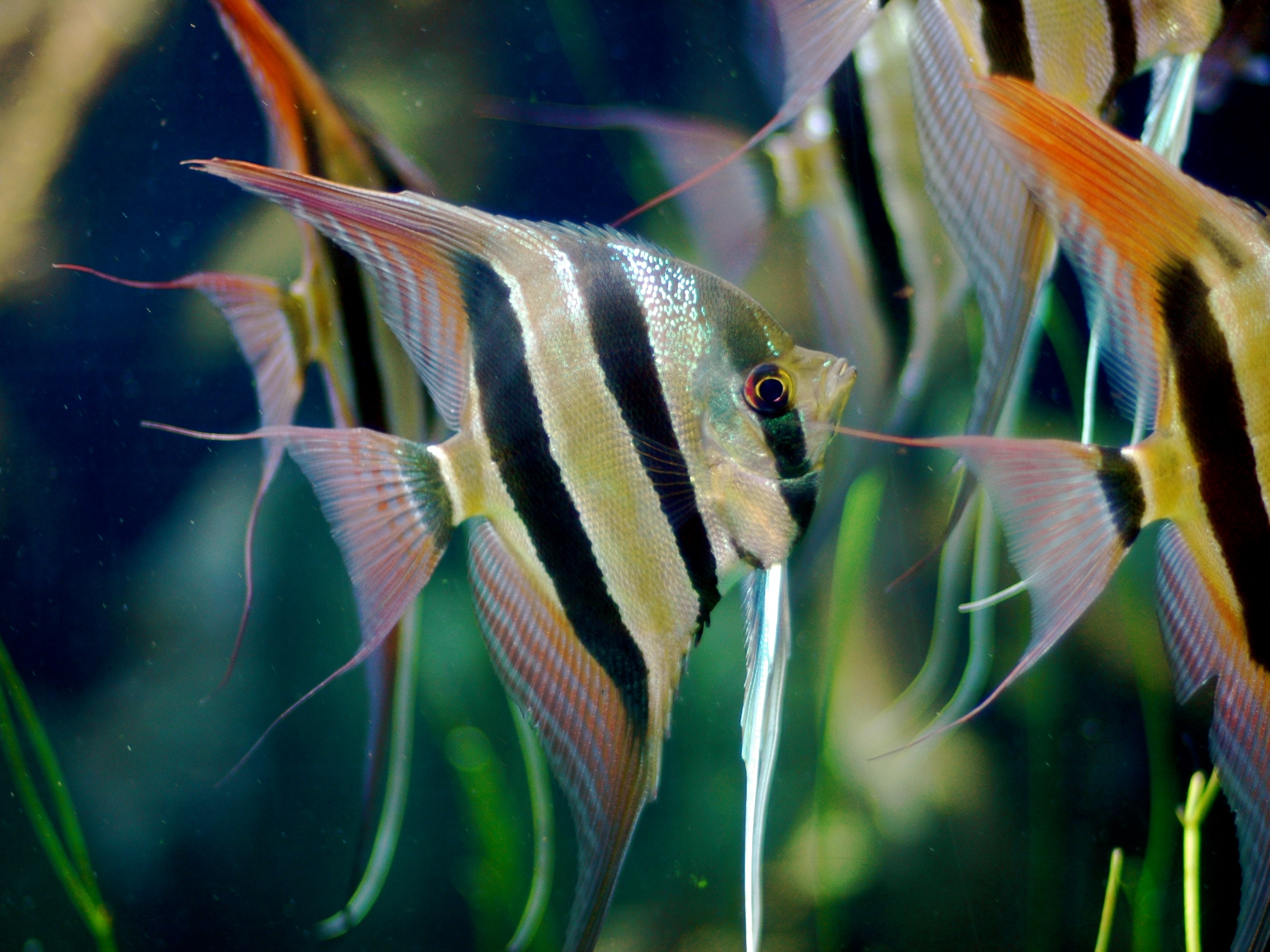 Pterophyllum Altum