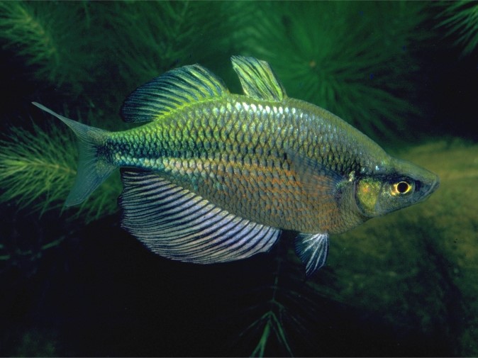Glossolepis verde brillante