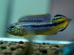 Apistogramma Agassizi