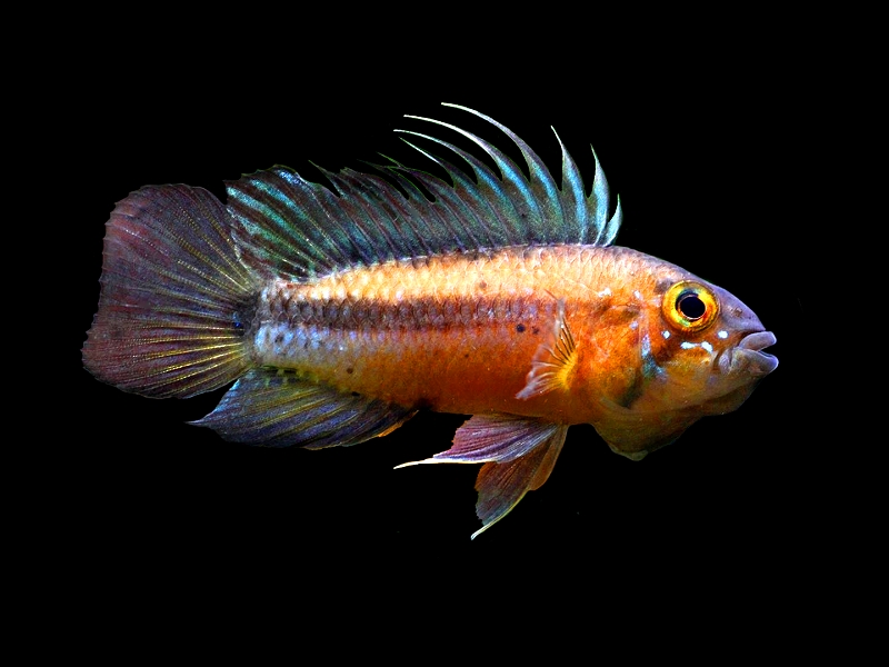 Apistogramma Atahualpa Casal