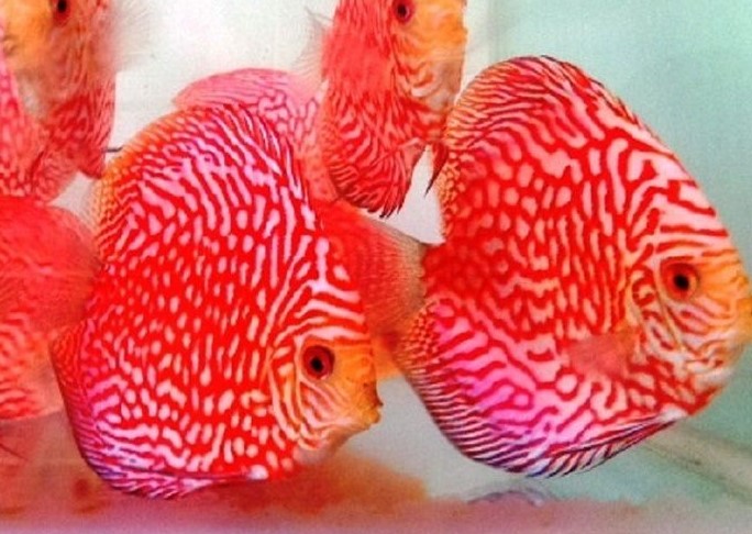 Discus pigeon Panda