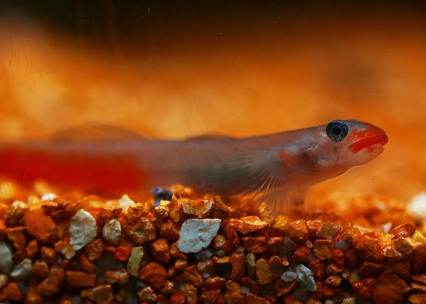 Gobio de Labios Rojos