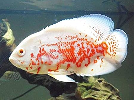 Astronotus Albino snake skin