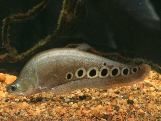 Pez Cuchillo Ornata