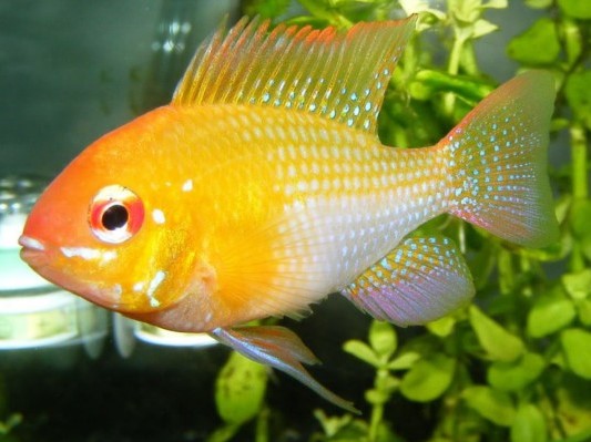 Ramirezi Gold albino