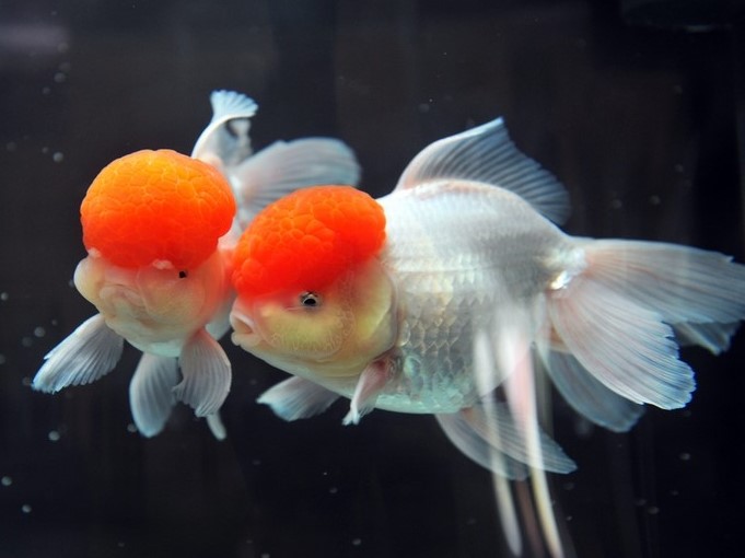 Oranda Red Cap