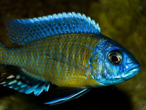 Borleyi