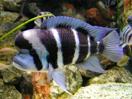 Frontosa