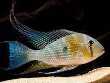 Geophagus Heckelli