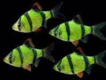 Barbus Tetrazona Verde Fluo