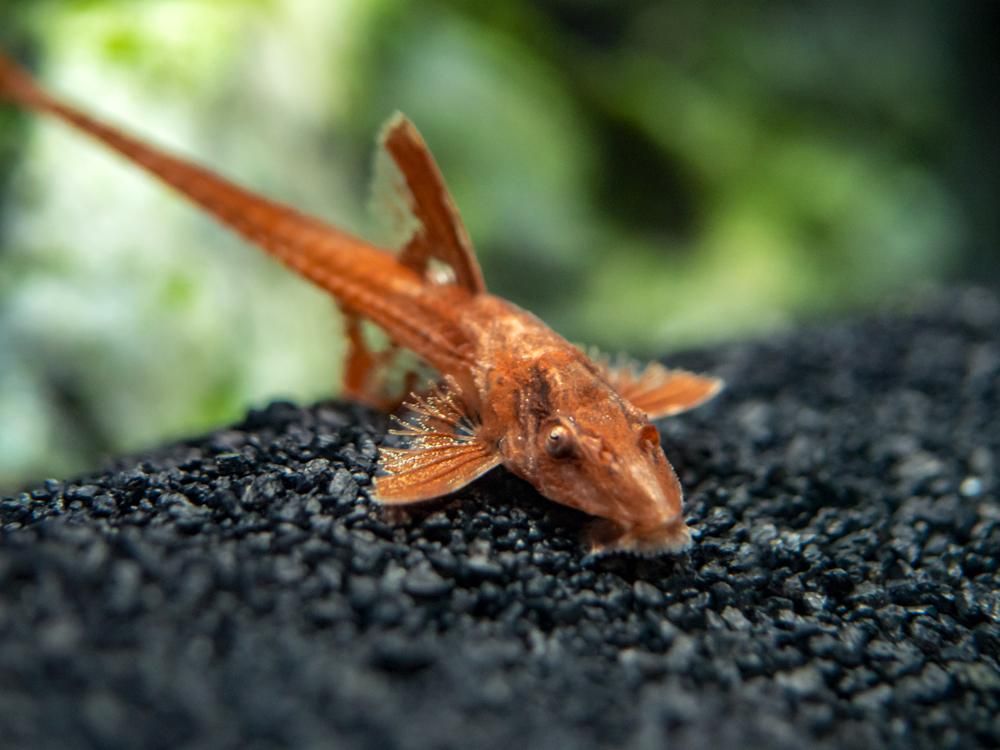 Loricaria Red Lizzard