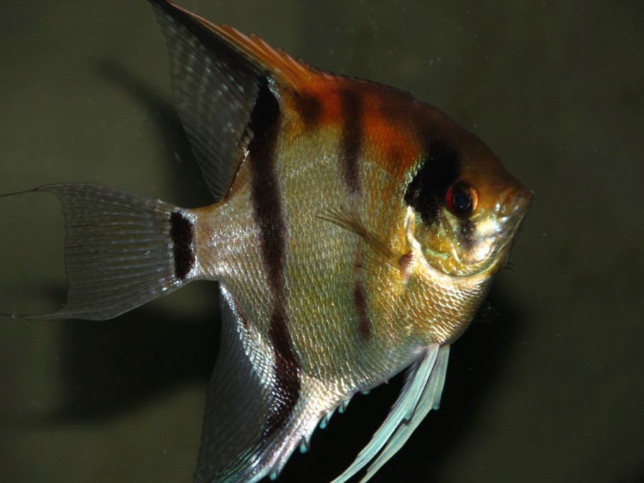 Scalar Amapa red back