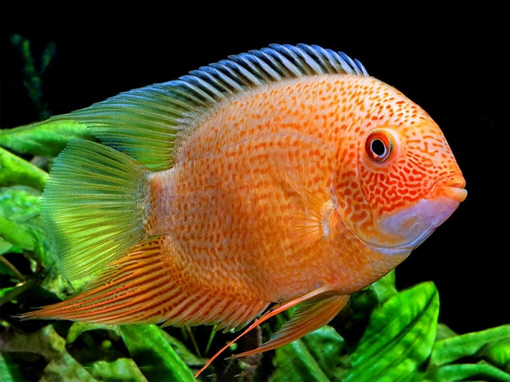 Severum Red Spotted