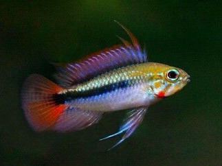 Apistogramma Erytrura Red Tail Rio Mamore Casal