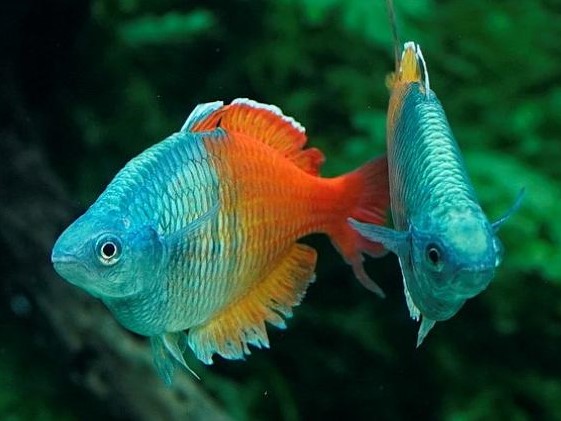 Melanotaenia Bosemanii Red Ballon
