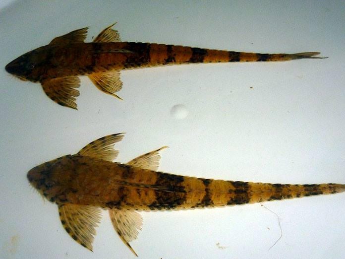 LORICARIA TIGRE