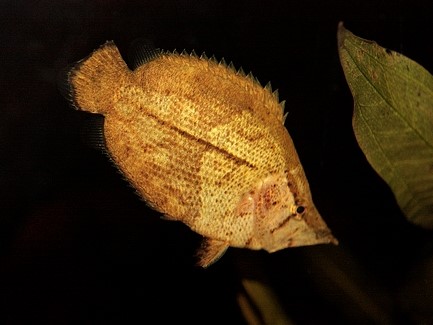 Pez Hoja
