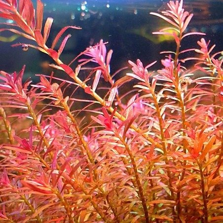 ROTALA H´RA