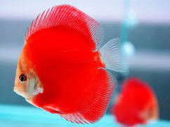 Discus Red Diamond Gold Head