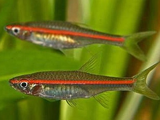 Rasbora Red Line
