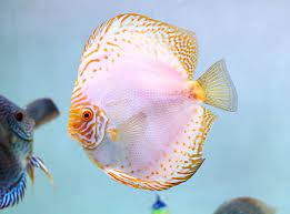 Discus White Butterfly Grado A