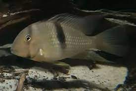 Geophagus Amarillo de Linea Negra
