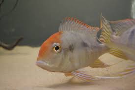 Geophagus Red Head Albino