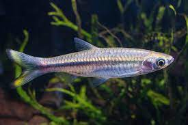 Rasbora Tornieri