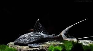 Pleco L090