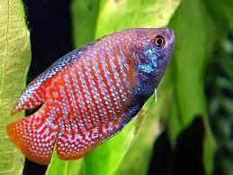 Colisa Lalia