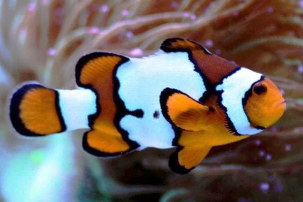 Amphiprion Ocellaris Snowflake