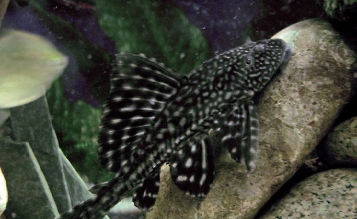 Pterygoplichthys ambrosettii