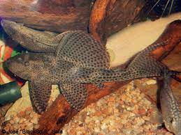 Hypostomus commersoni