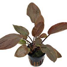 Lagenandra Meeboldii "Red"