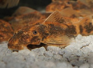 Ancistrus LDA16