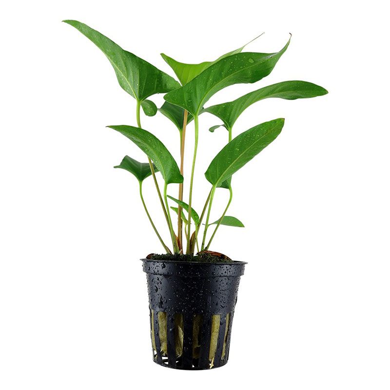 Anubia Gracillis