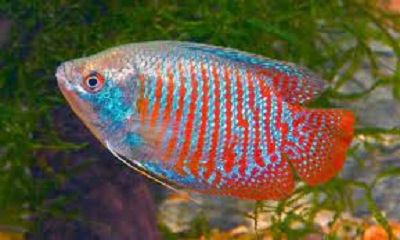 Colisa Lalia red coral